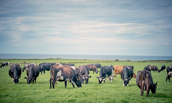 a herd of cattle grazing in a field